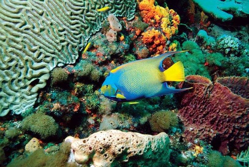 Buccoo Reef, Southwest Tobago, Trinidad and Tobago